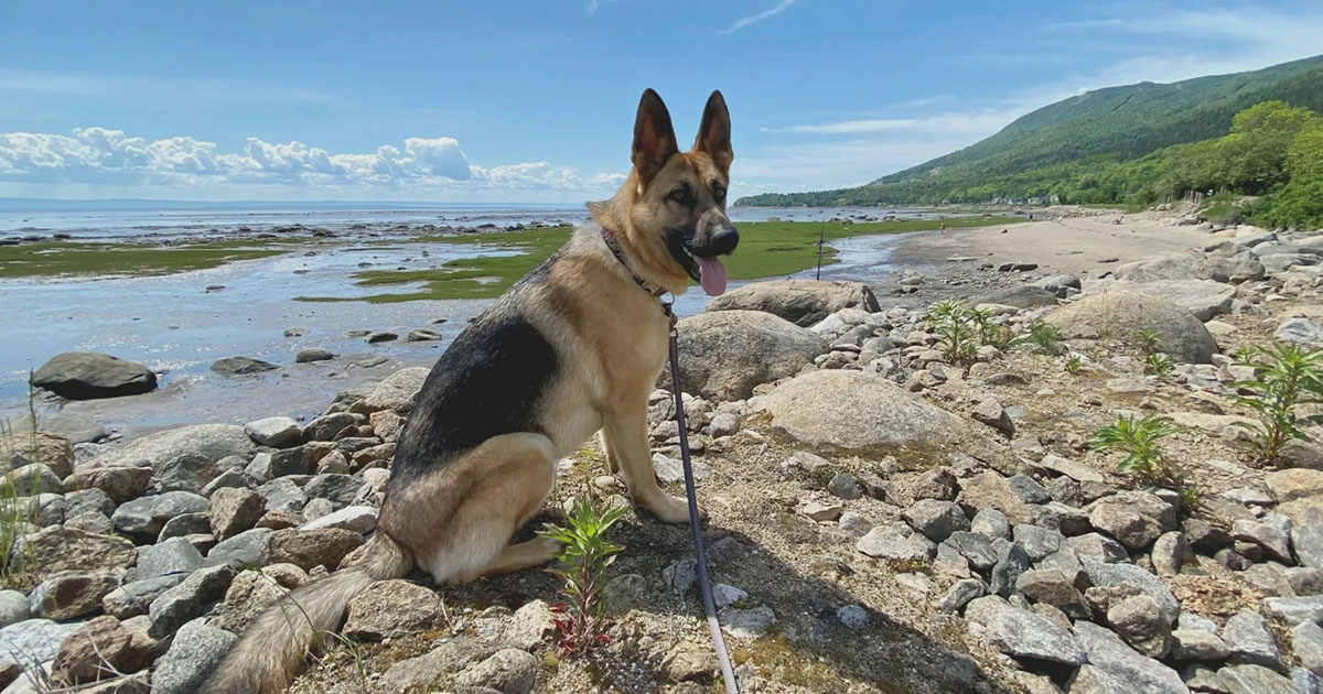 Location d'un chalet avec son chien